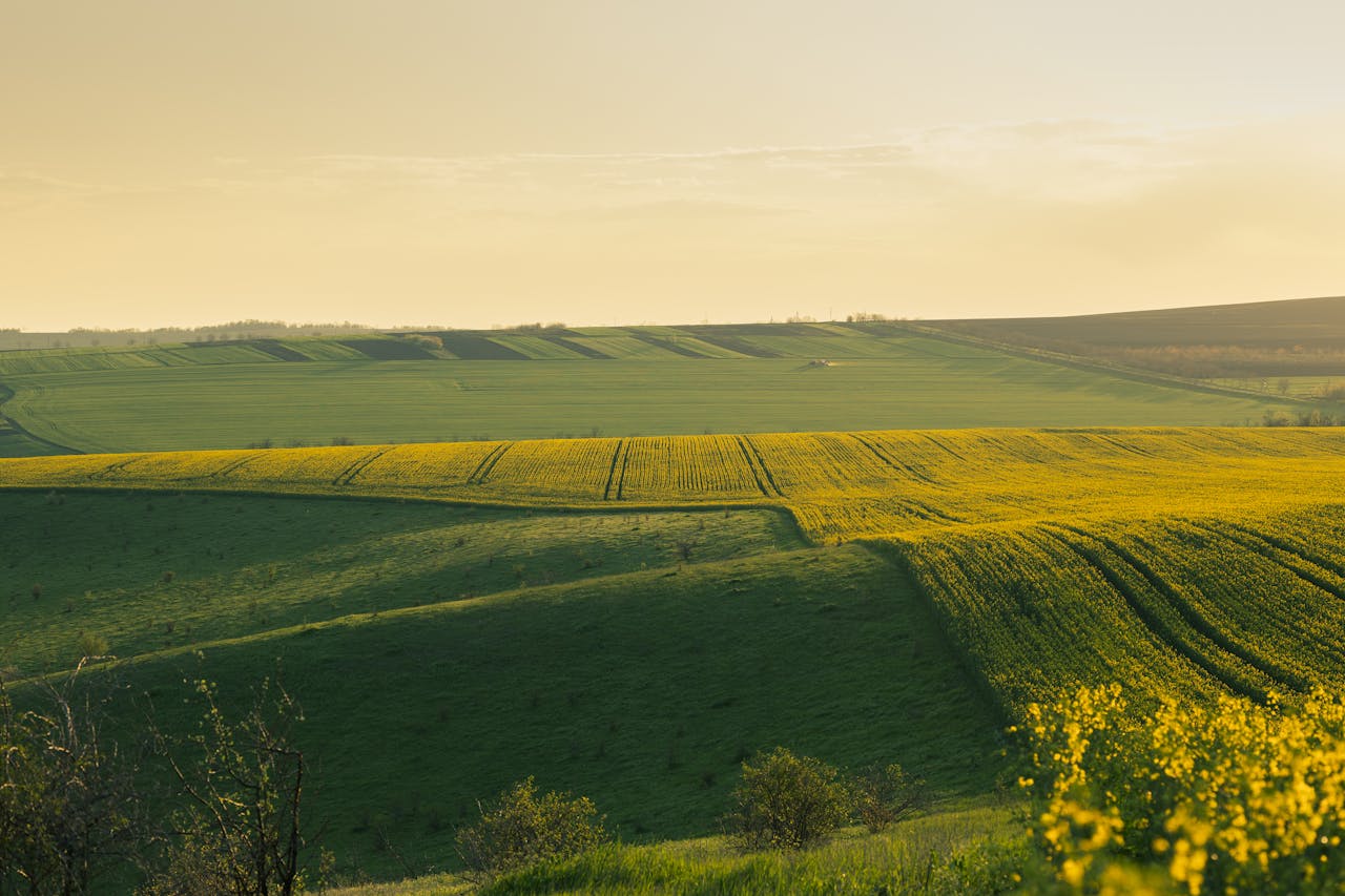 Expansive countryside fields of golden crops under a warm sunset, creating a serene rural landscape.
