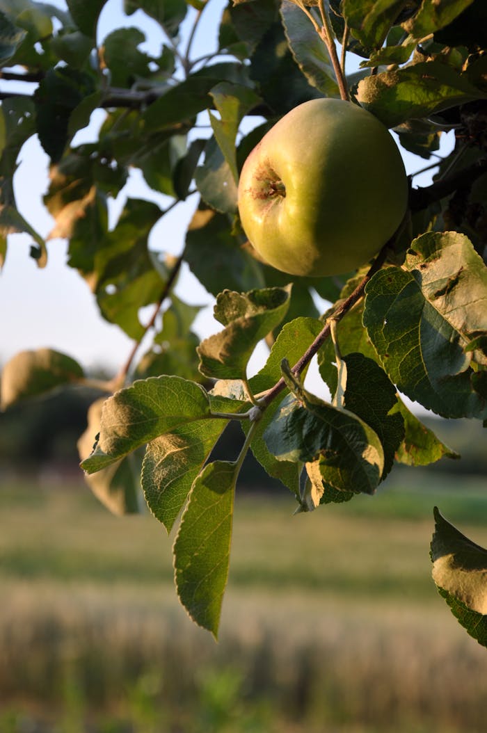 A close-up shot of a green apple hanging from a branch in a sunlit orchard.
