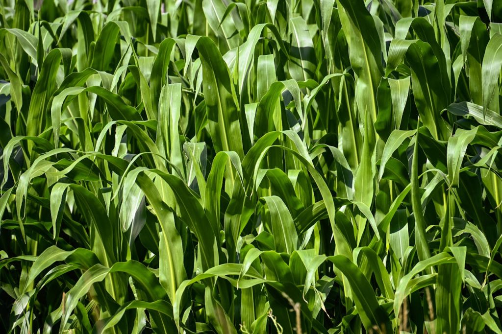 lush-green-cornfield-in-rural-landscape-32981470 Vibrant green corn plants in a thriving rural field under bright sunlight.