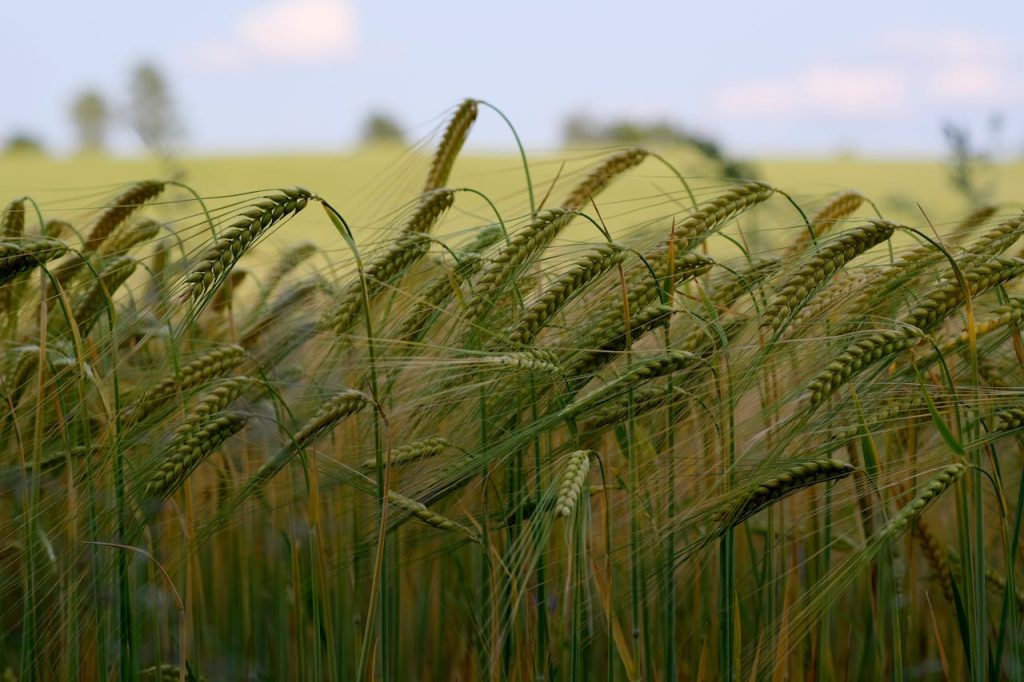 lush-wheat-field-under-clear-blue-sky-32929638 lush-wheat-field-under-clear-blue-sky-32929638